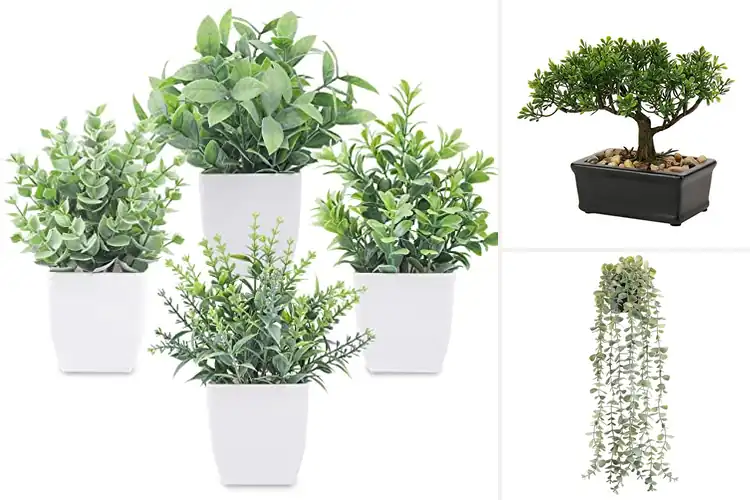 Detailed view of Best Desk Plants