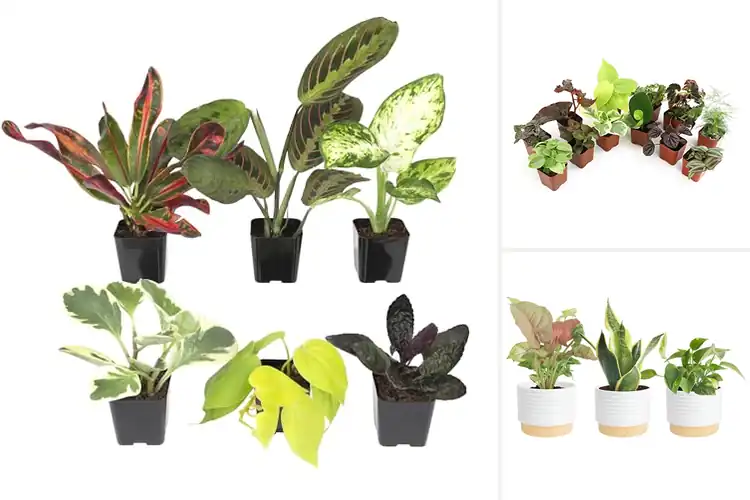 Detailed view of Best Indoor Plants: 10 Easy-Care Picks to Beautify Your Home