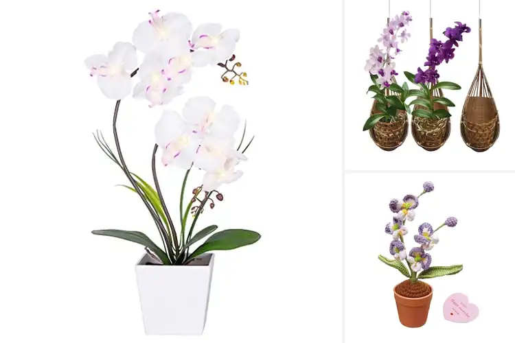 Detailed view of Best Orchid Gifts